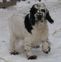 Étalon Cocker Spaniel Anglais - Fidele Des Champis Ensoleilles