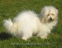 Étalon Coton de Tulear - Falbala dite flavie (Sans Affixe)