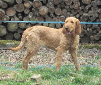 Étalon Griffon fauve de Bretagne - Ecume (Sans Affixe)