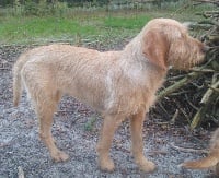 Étalon Griffon fauve de Bretagne - Gironde du chemin des esparbeys