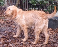 Étalon Griffon fauve de Bretagne - Gamine du chemin des esparbeys