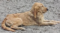 Étalon Griffon fauve de Bretagne - Etoile du chemin des esparbeys