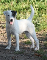 Étalon Jack Russell Terrier - Flibuste du toucan d'arthur