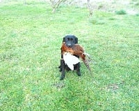 Étalon Labrador Retriever - Vaillant du phare de la Vierge