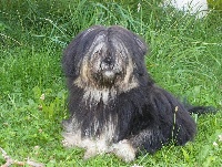 Étalon Lhassa Apso - Ambassador Bod Pa E'ylang ylang