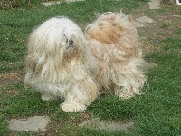 Étalon Lhassa Apso - Caruna De la garde adhemar