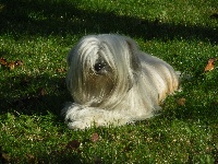 Étalon Lhassa Apso - Cimba dzum thibet De la garde adhemar