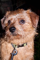 Étalon Norfolk Terrier - R u kidding me Laserbeam 'google'