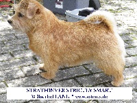 Étalon Norfolk Terrier - CH. strathinver Strictly smart