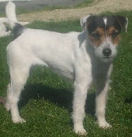 Étalon Parson Russell Terrier - Foxwarren Yum yum