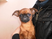 Étalon Petit Brabançon - Guimauve à la fraise du Domaine des Cotieres