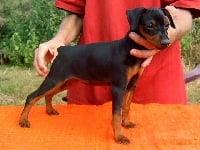 Étalon Pinscher nain - laragris Feya