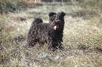 Étalon Pumi - CH. pilisi kocos Jokedv