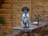 Étalon Setter Anglais - Gamine de la Gaudrière