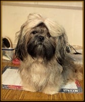 Étalon Shih Tzu - Gino (Sans Affixe)