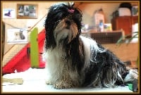 Étalon Shih Tzu - Gena-lou du Moulin de la Terrasse