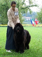 Étalon Terre-neuve - Geminorum Flavia