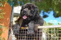 Étalon Terre-neuve - Gingerpaddy di mareland