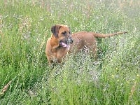 Étalon Tosa - C'hokkatsuchi maegashira