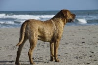 Étalon Tosa - Izuma kemada (Sans Affixe)