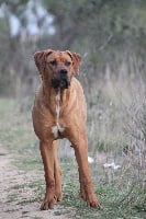 Étalon Tosa - Jikaraï (Sans Affixe)