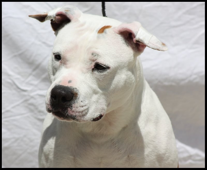 Falcone. Of Enjy's Family