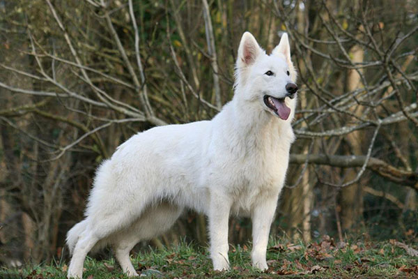 Gnà légend of the white shepherd