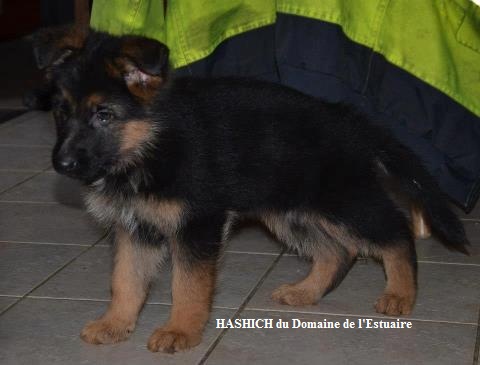 Publication : du Domaine du Val D'Aulnoy Auteur : Domaine du Val d'Aulnoy