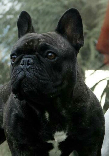 Publication : For Jade Eternallove For Stars