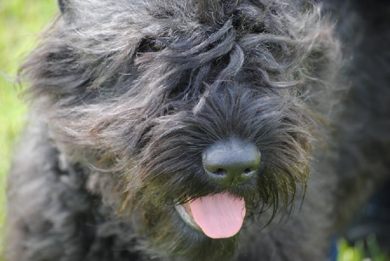 Publication : Des Terres Boisées Auteur : Brigitte Schneider