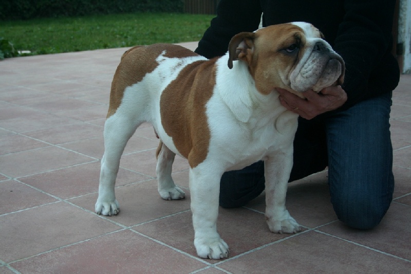 He's a king of red and white bulls