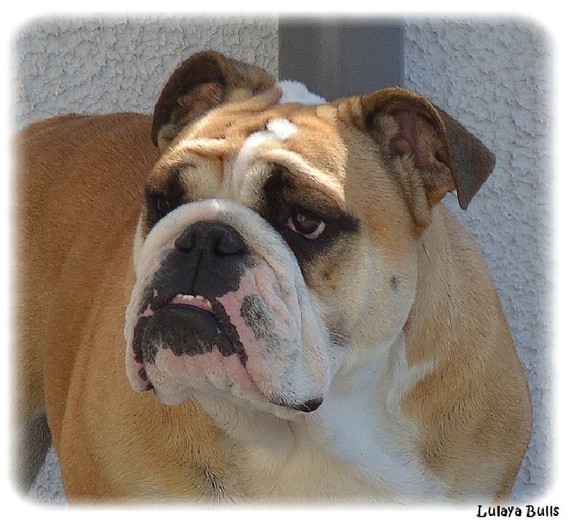 Publication : Lulayabull's Auteur : Aline Baurain