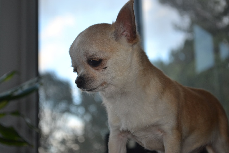 Publication : Art Of Chihuahua's Auteur : KV