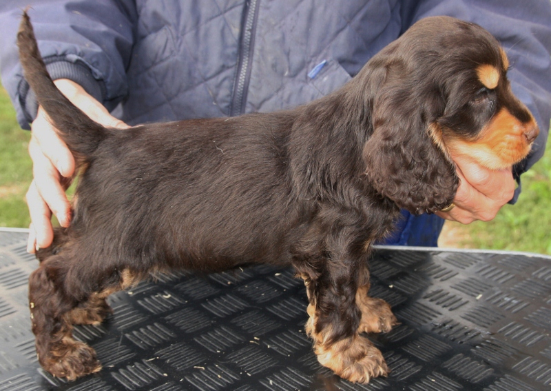 Publication : Bullscker 