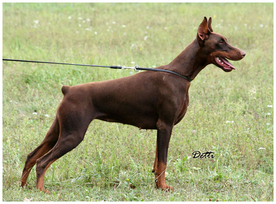 Publication : de la scytha 