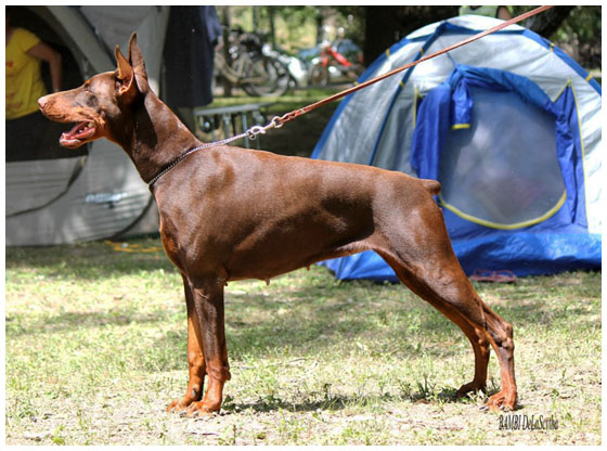 Publication : de la scytha 