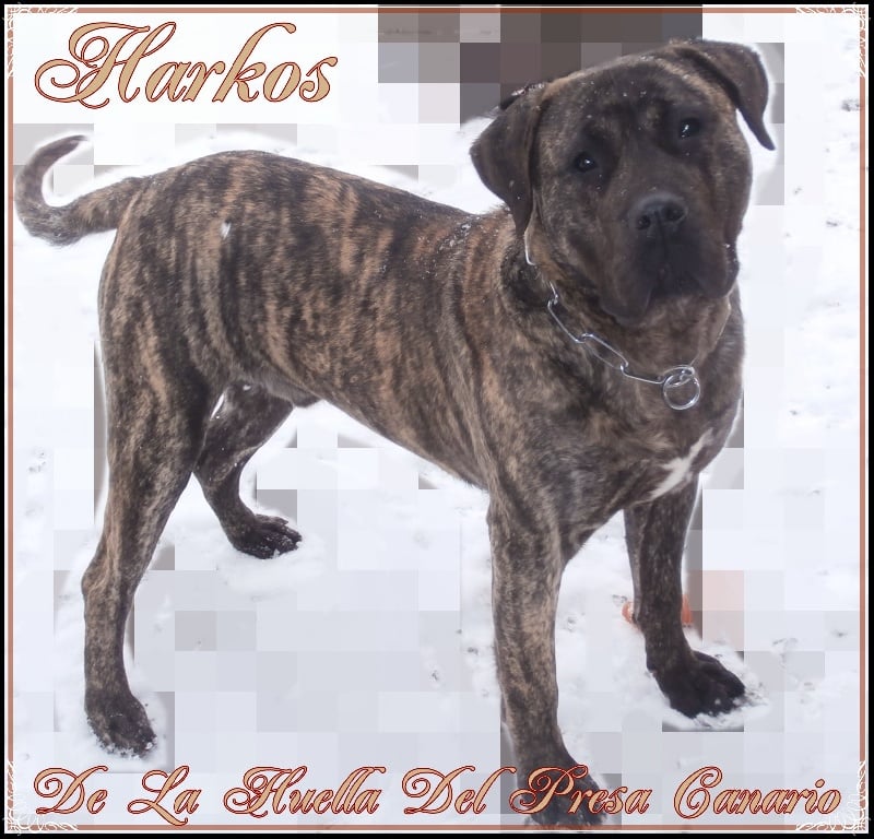  Auteur : des bringés du forez