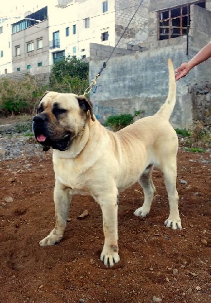 Néron de cielo de canarias