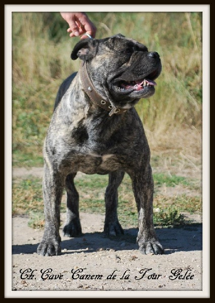 CH. Cave canem De la tour gelee