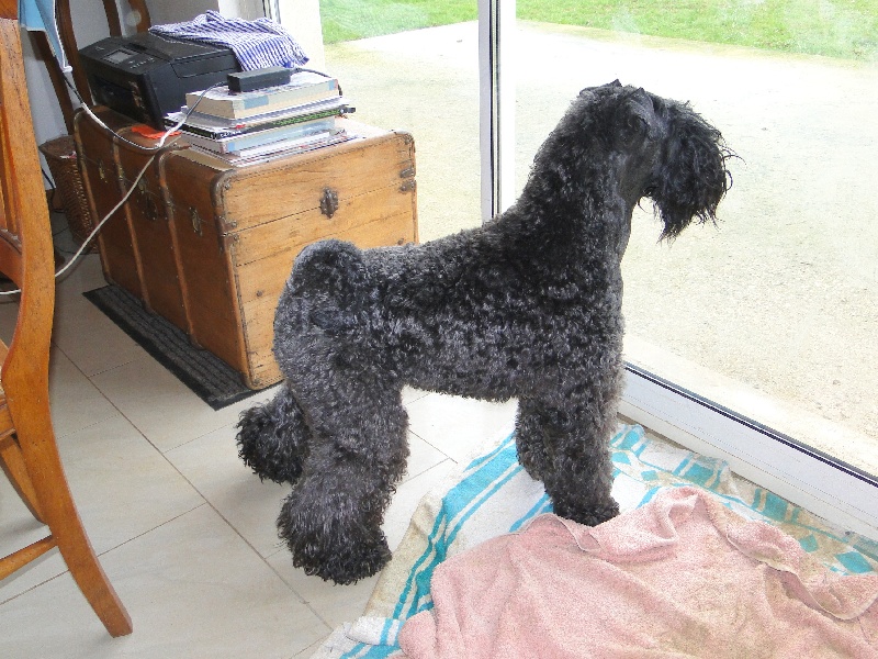 Publication : Royal Dandy Auteur : moi