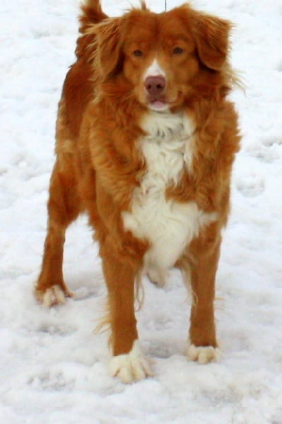 Tuffntendr Orange Crush Bubble