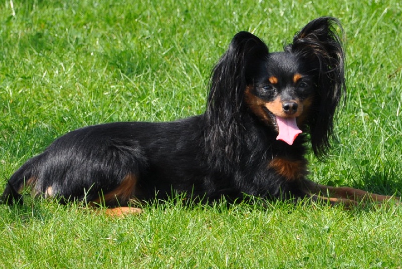 Publication : of Elltseya Toy Auteur : Tseytlin Mila