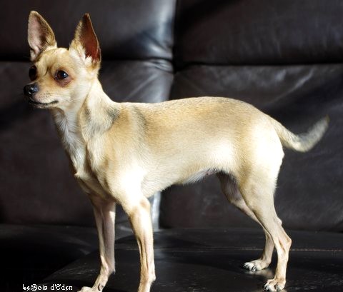 CH. rus komillfo Victory