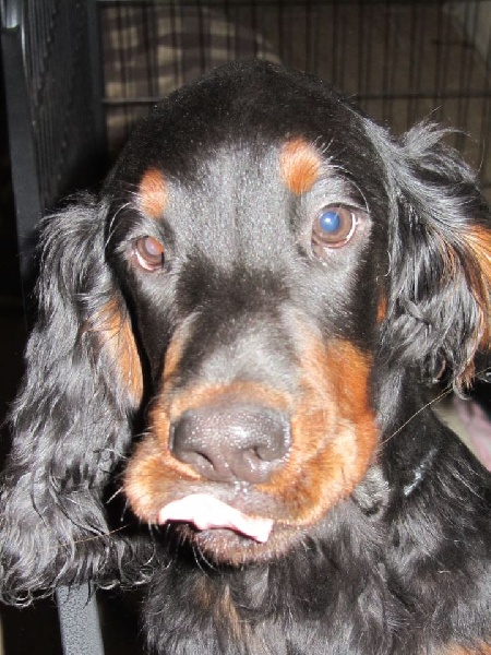 Publication : Des Senons Noirs Et Feux