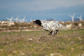 Publication : des feux de la passion Auteur : angel mercado
