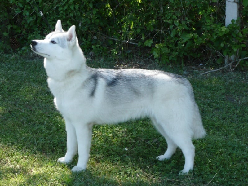  Auteur : Des Esprits de la Vallée Blanche