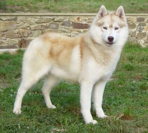 Teddy bear (Sans Affixe)