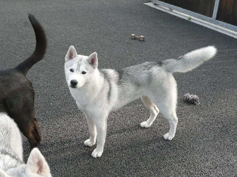 Auteur : Des Esprits de la Vallée Blanche