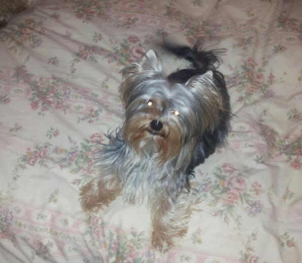 Publication : French touch Auteur : v rives