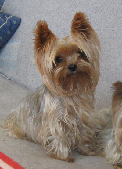 Publication : de la vallée aux mille fleurs Auteur : v rives